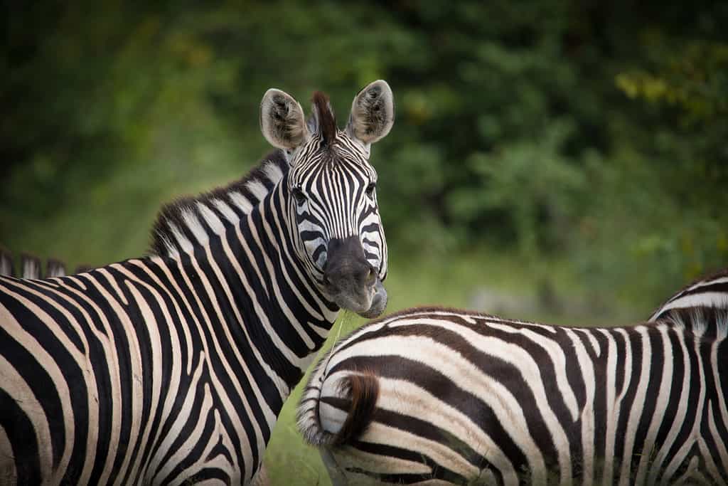 Dazzling zebra