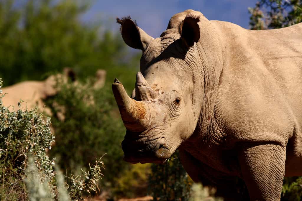 Sanbona Wildlife