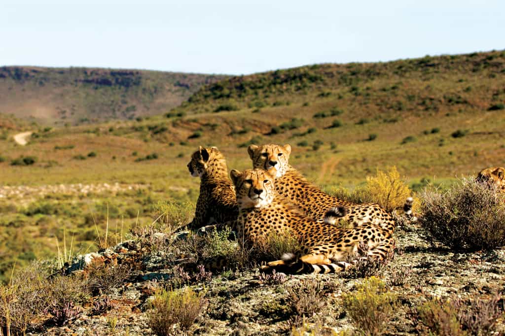 Sanbona Wildlife