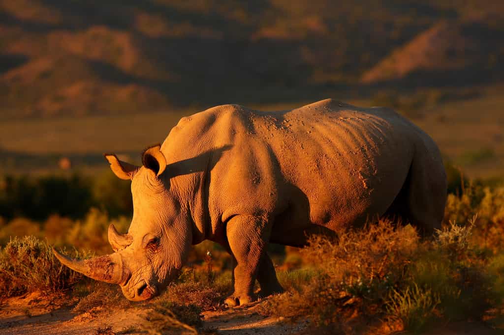 Sanbona Wildlife