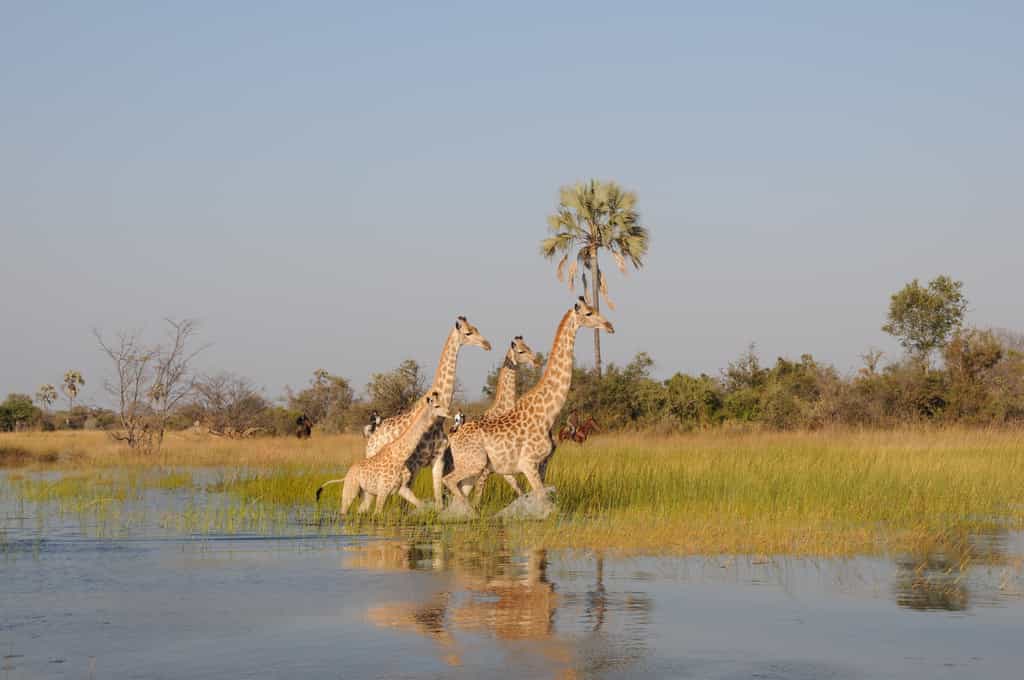 Riding with a giraffe family 