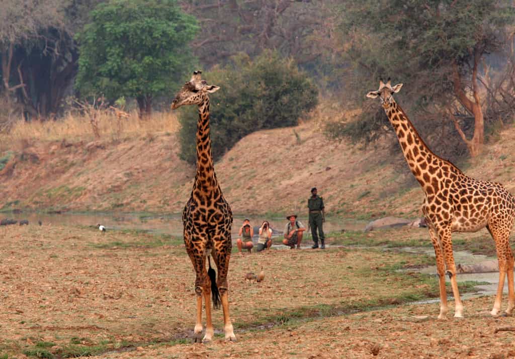 Great opportunities to get up close and personal with these amazing animals