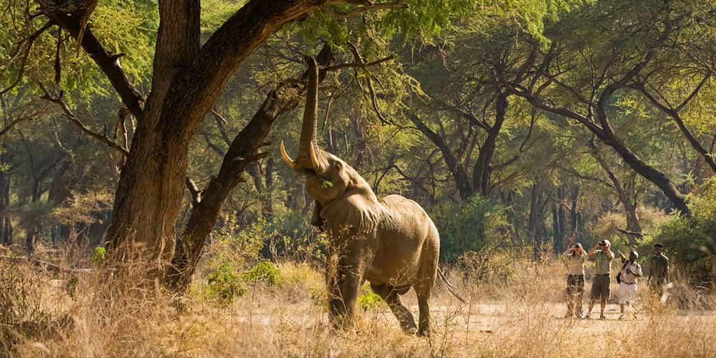 Spotting an elephant isn't to hard!