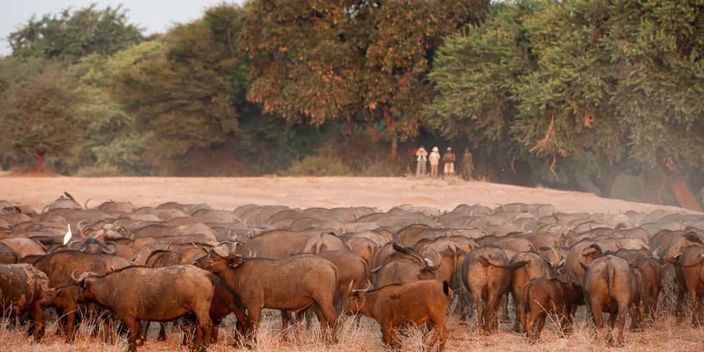Walking safari