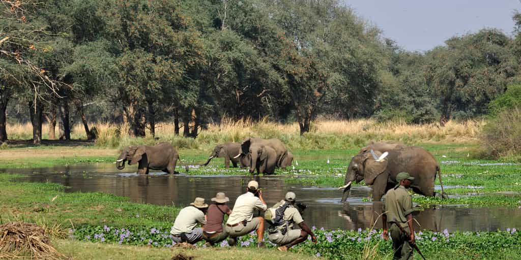 Walking safari