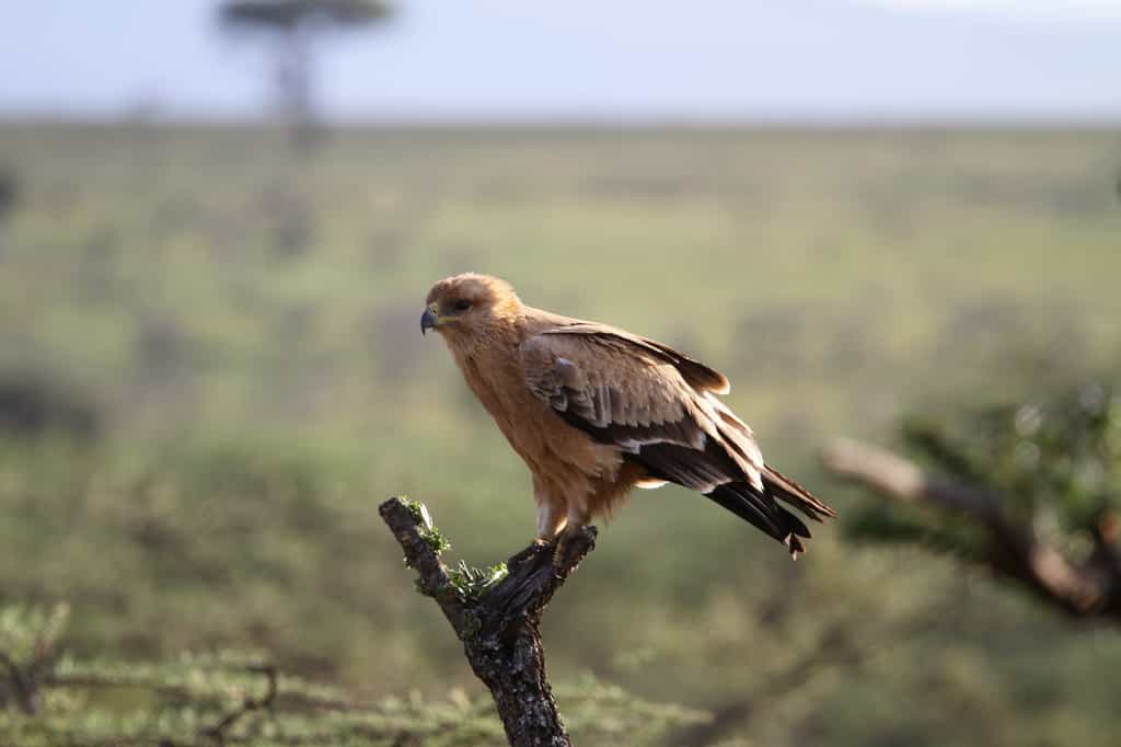 A Golden Eagle