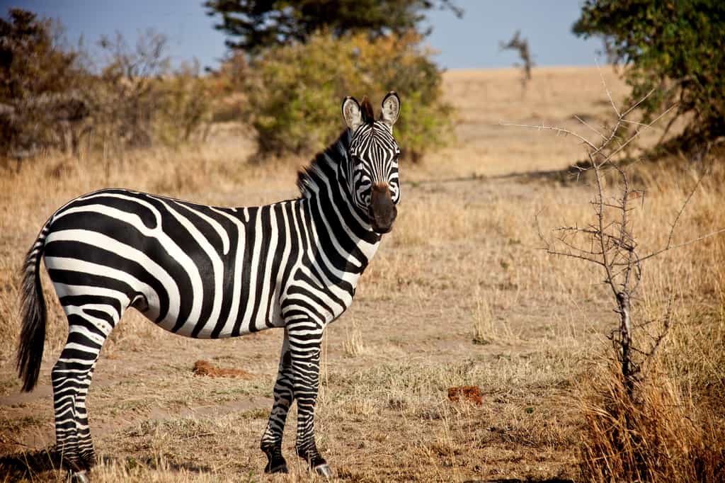Plenty of wildlife on the Savannah