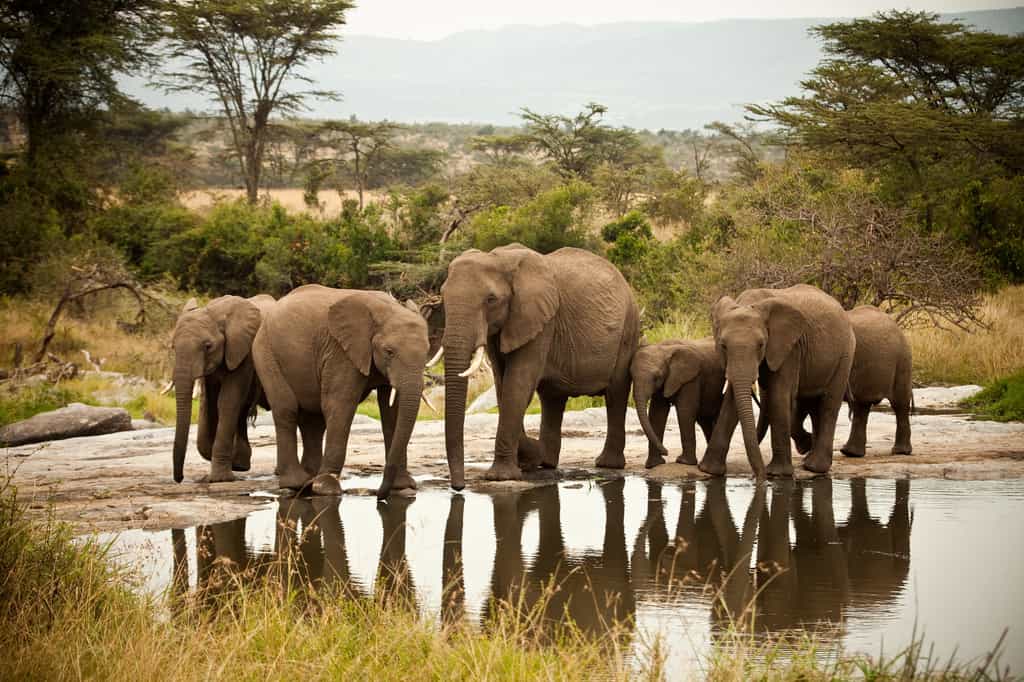 Elephant at the watering hole