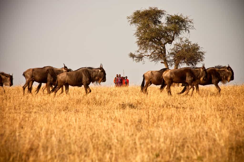 Explore the trails of the Masai Mara on a guided walking safari