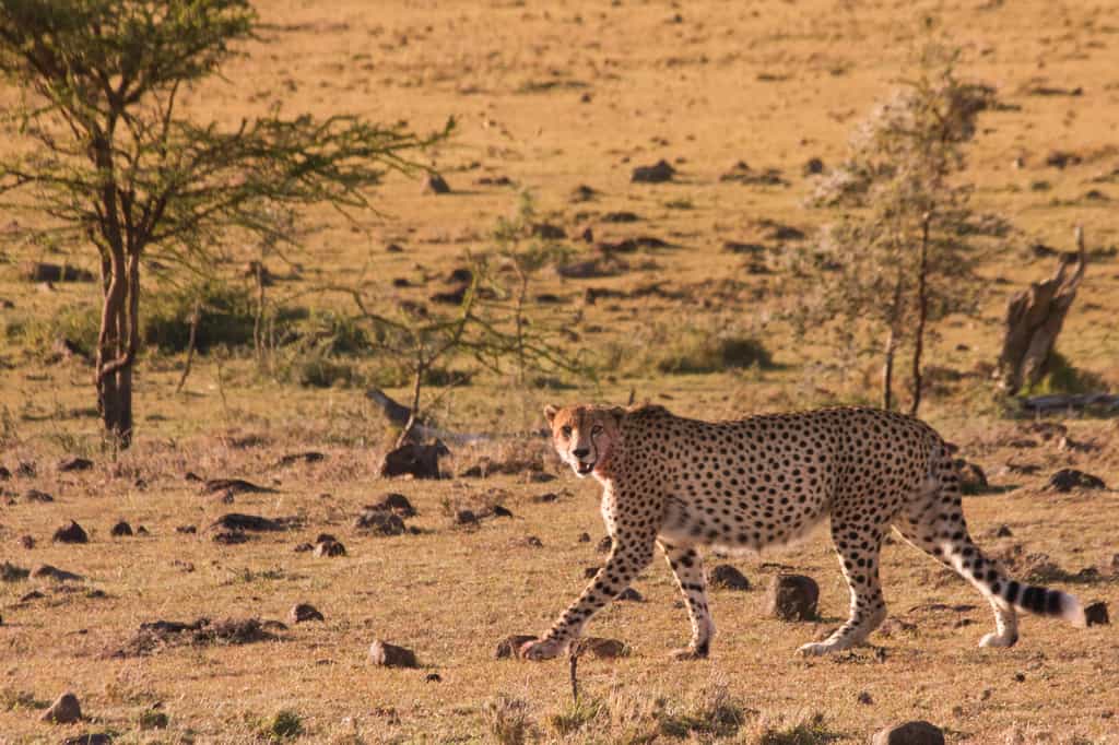 The exceptional stars of BBC's Big Cat Diary who call the Masai Mara home