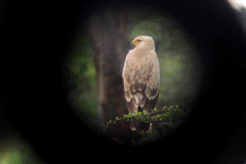 Birds of the Savannah