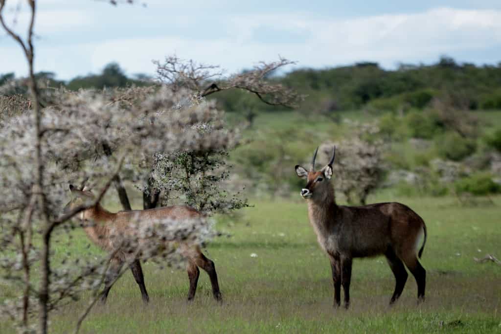 Waterbucks