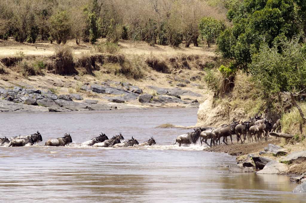 Wildebeest Migration