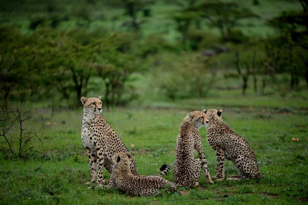 Cheetah