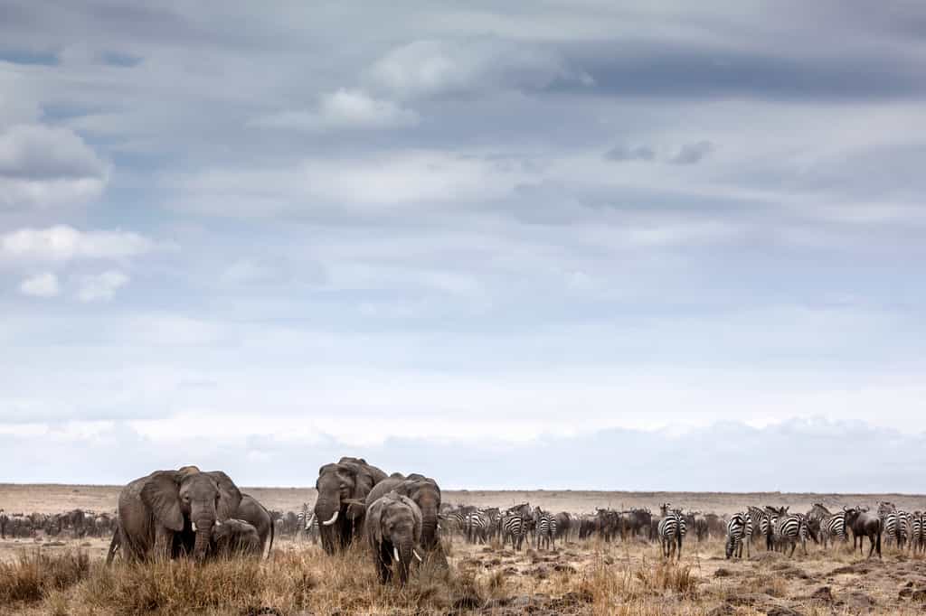 The Great Annual Wildebeest Migration