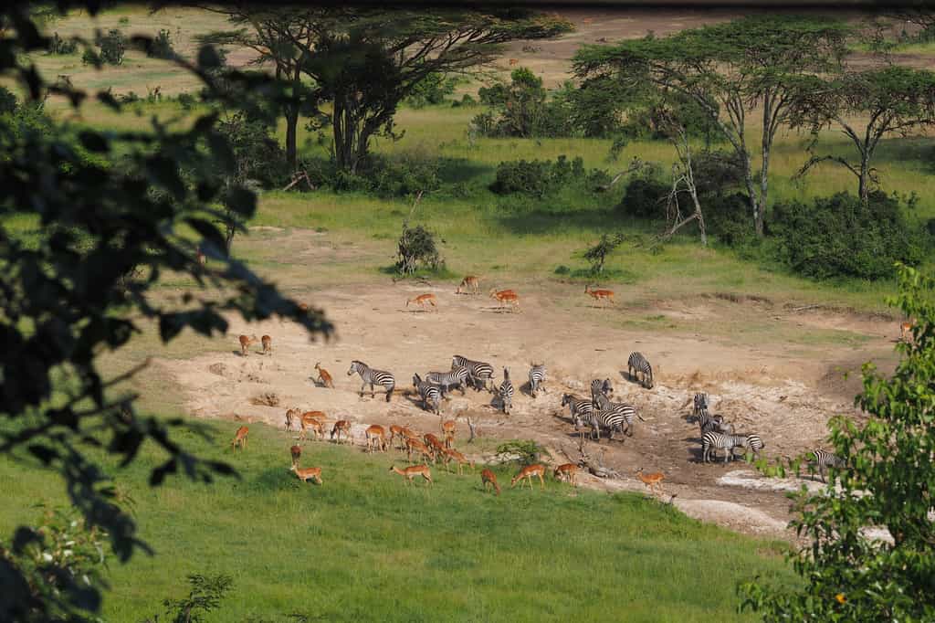 Eagle View Camp has an exceptional view of a watering hole frequented by wildlife both day and night