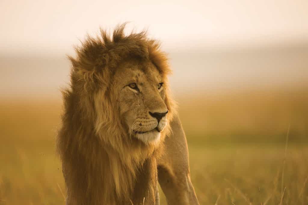 Lion