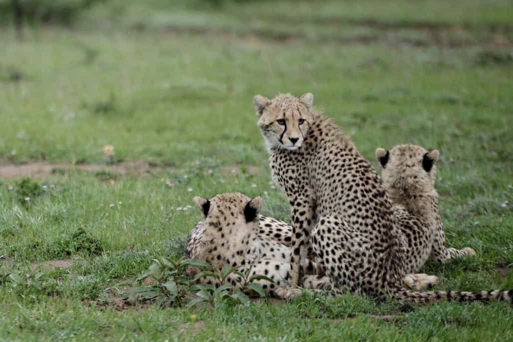 Cheetah
