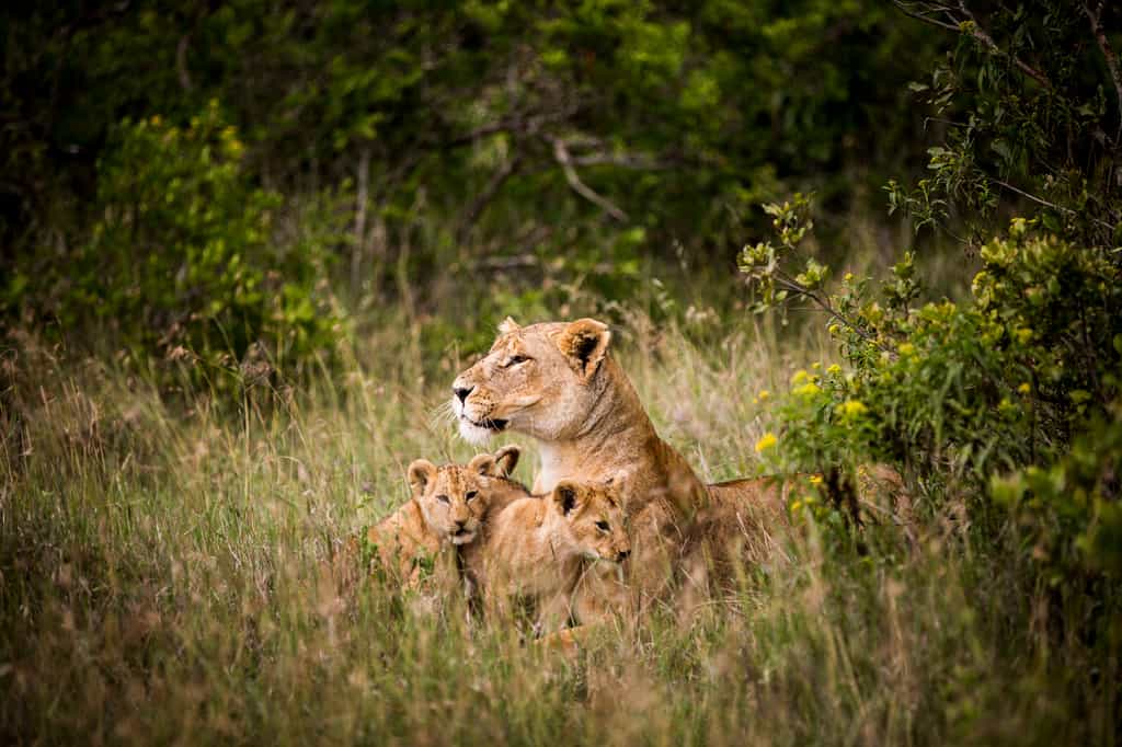 Lion pride