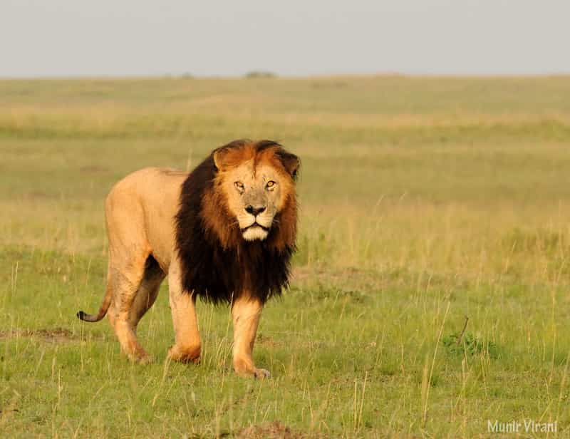 Lion