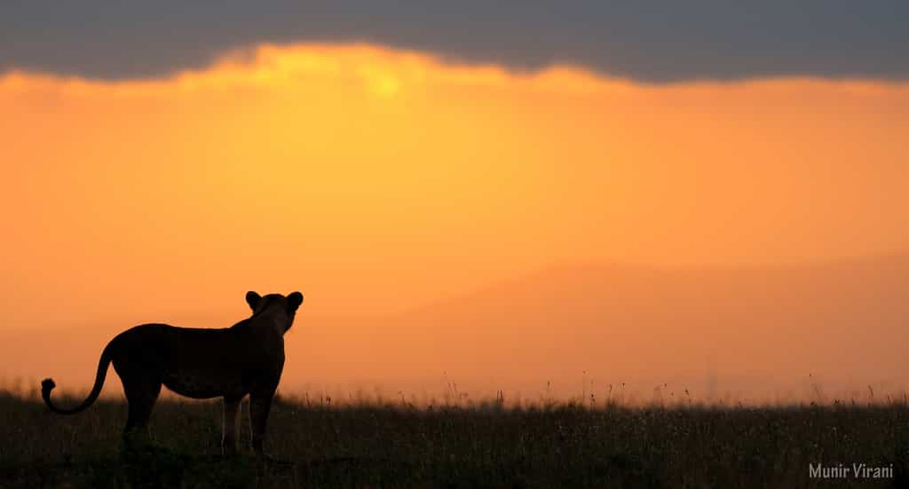 Mara Lion