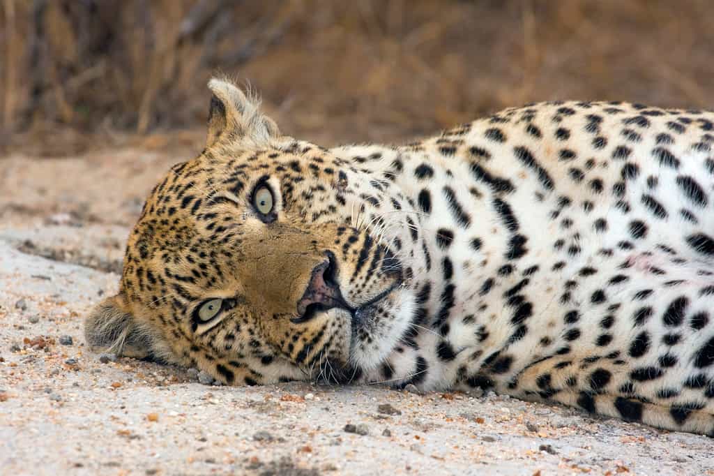 Leopard