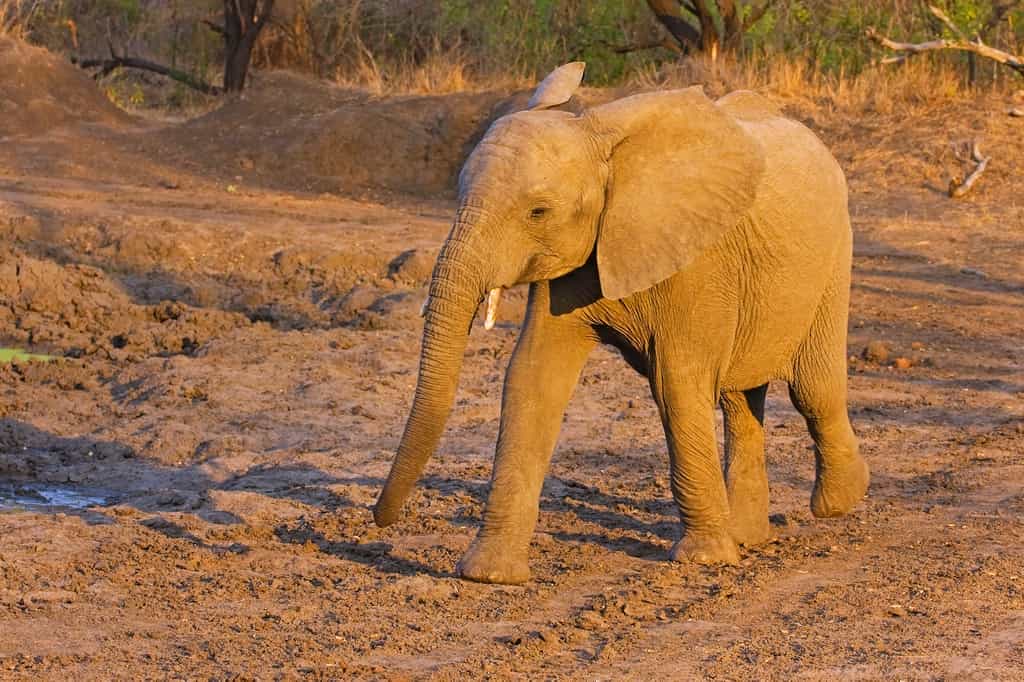 Elephant