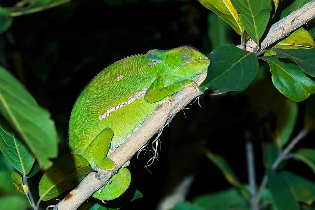 Chameleon
