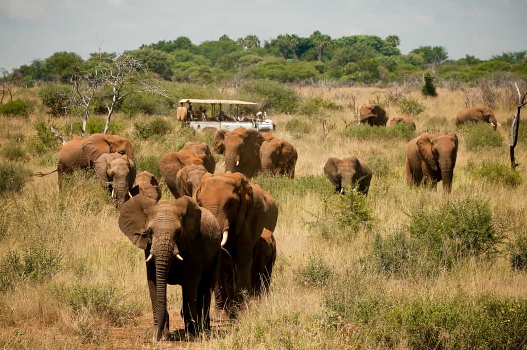 Elephant herd in Madikwe