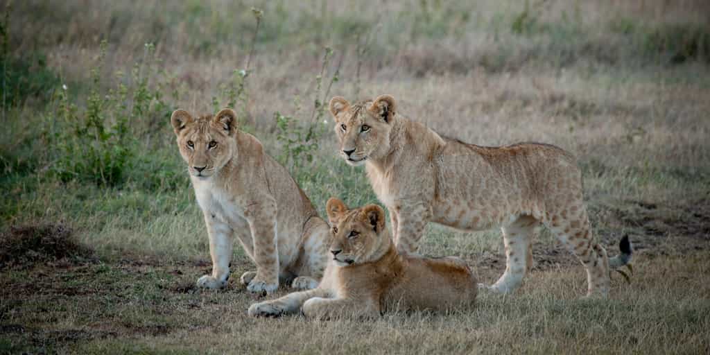 Lions at Solio