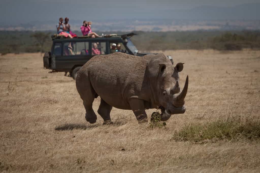 Game Drives