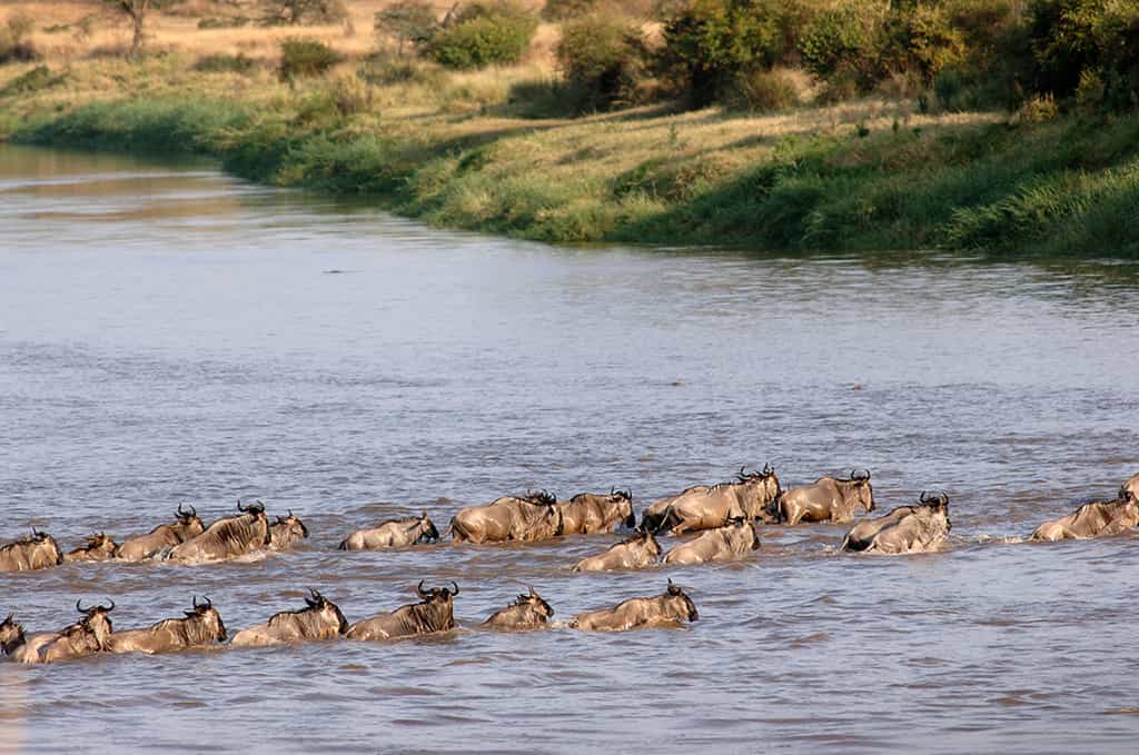 Wildebeest crossing in Mara river