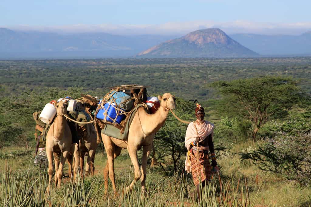 Walking with camels