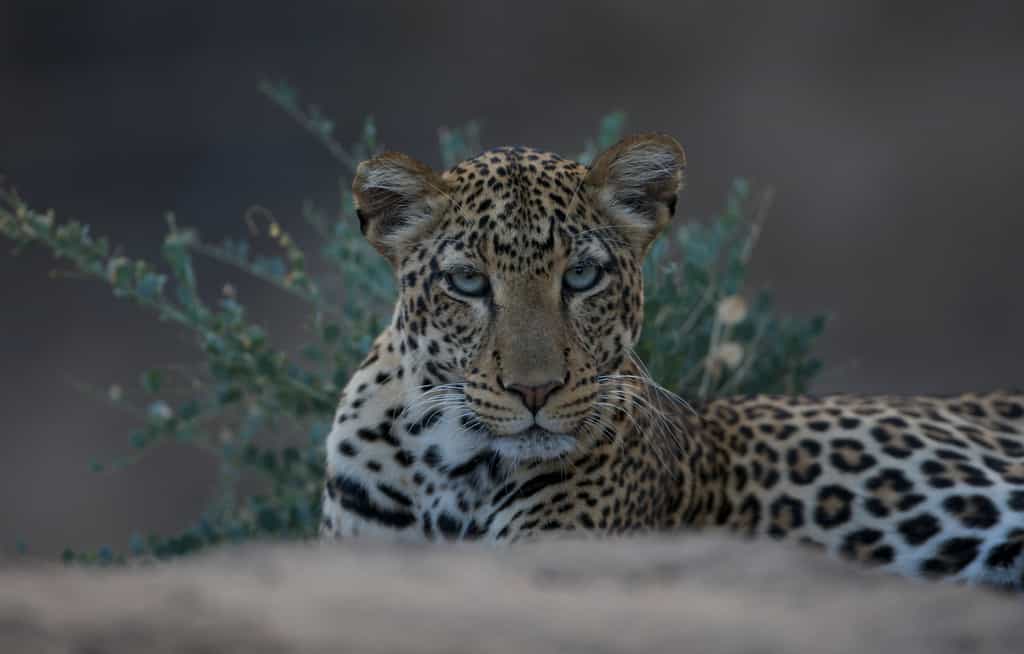 Evening game drive