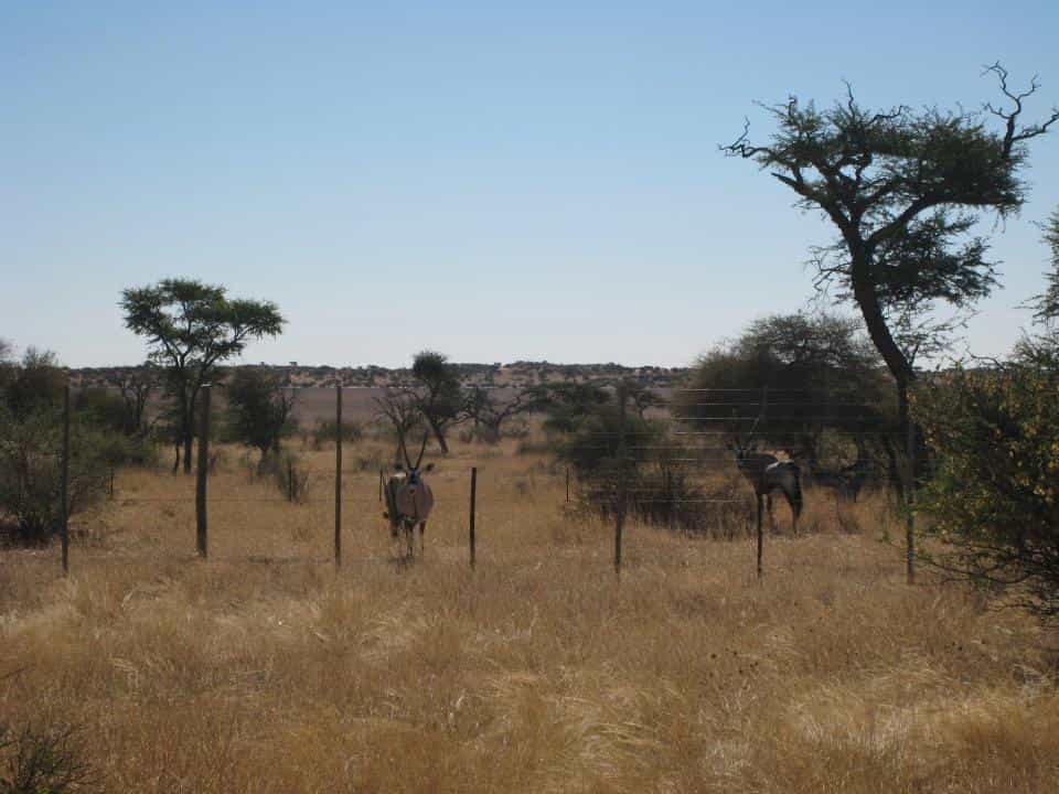 A variety of wild life can be seen on the nature drives offered at the lodge.