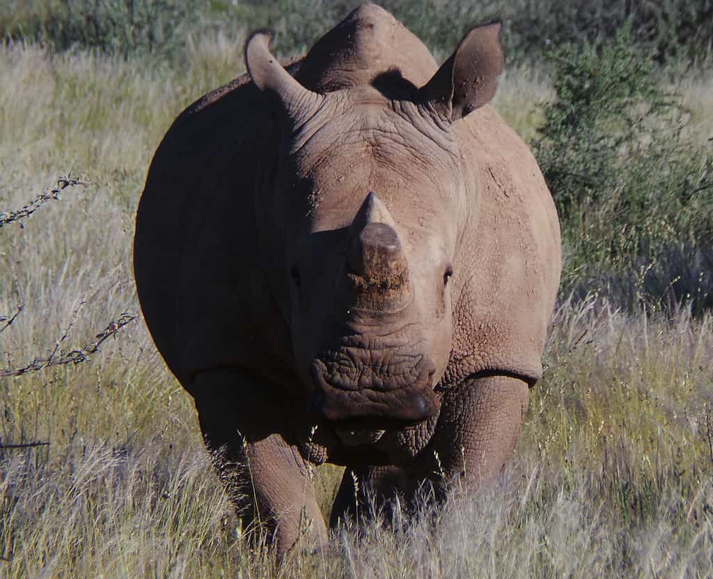 Rhino on game drive