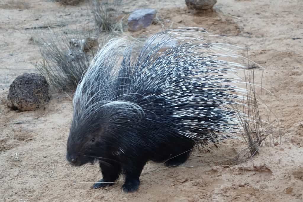 Piet is one of the many animals you can see during our animal feeding everyday.