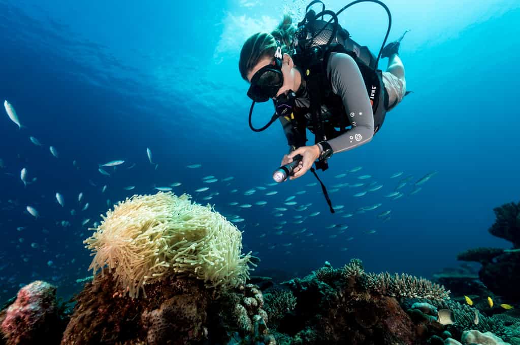 North Island's reefs offer a wealth of biodiversity to explore