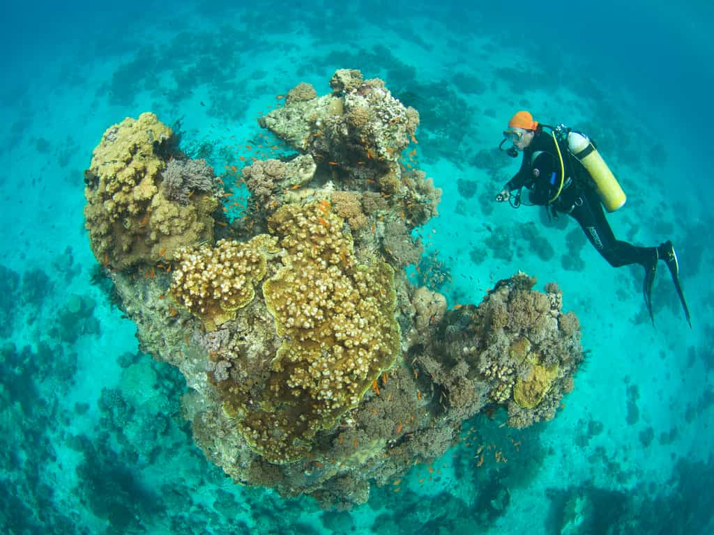 Diving in Chole Bay Mafia Island Marine Park