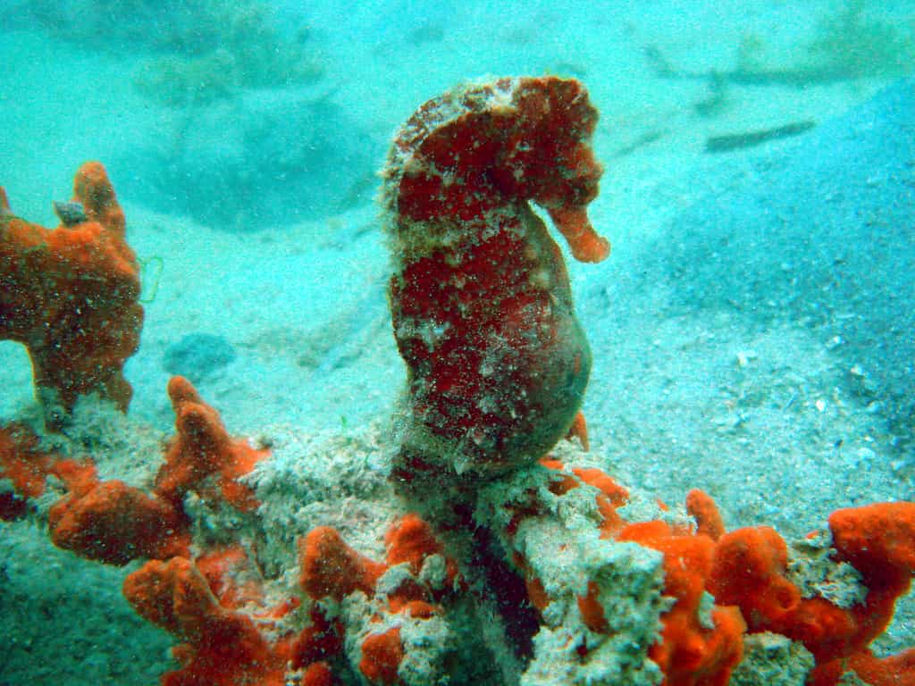 Sea Horse near Marimbani Sand Bank (Hippocampus borboniensis)