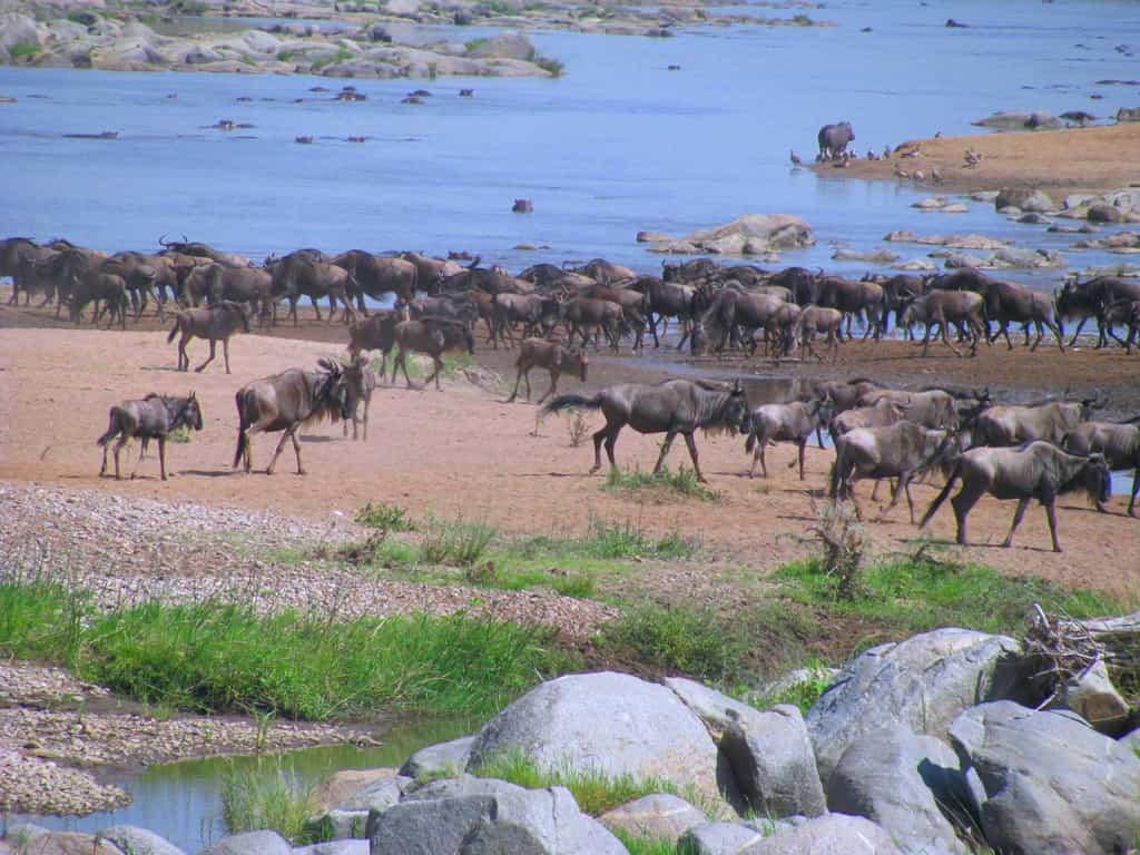Water hole