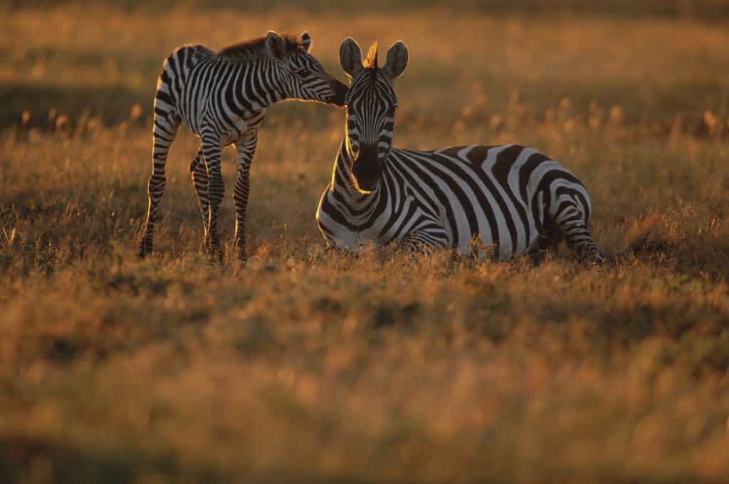Sweet nothings... Zebra and foal