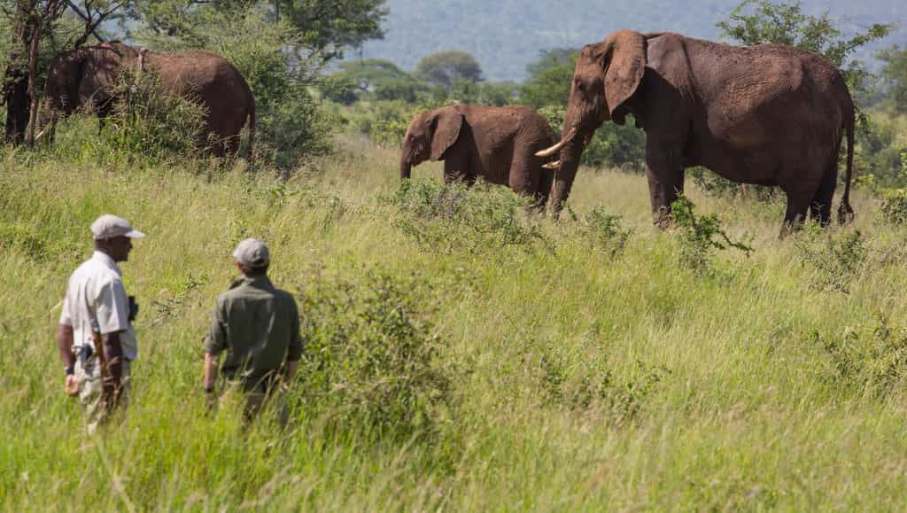 Bushwalks within Randilen Conservancy