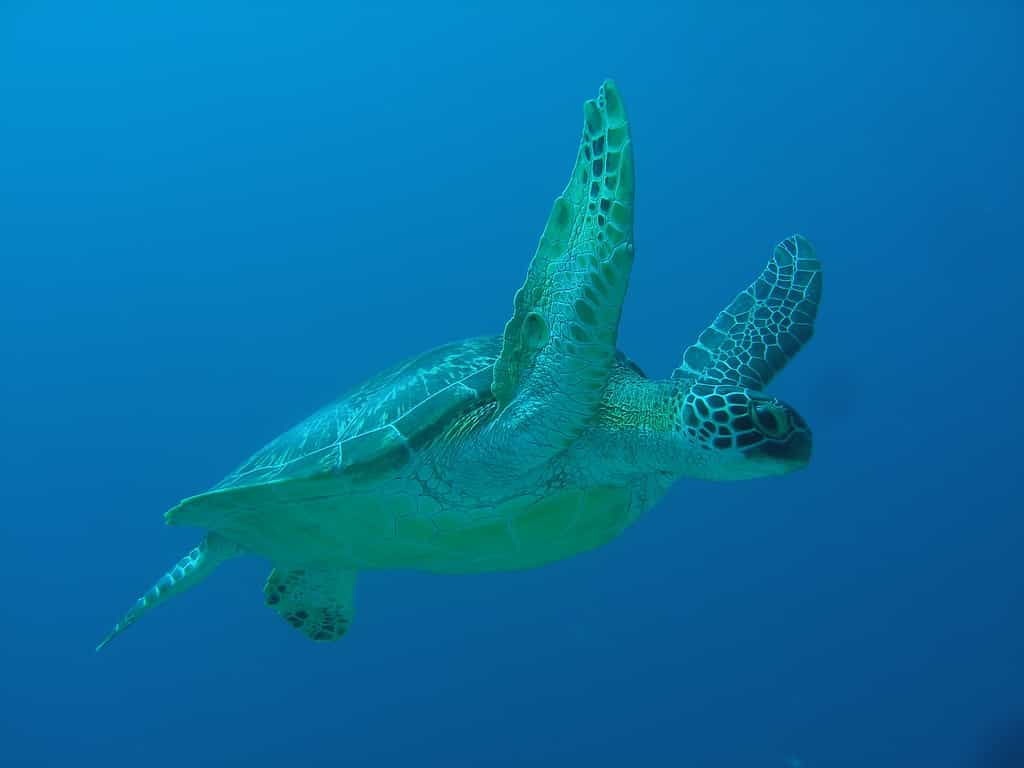 Green Turtle