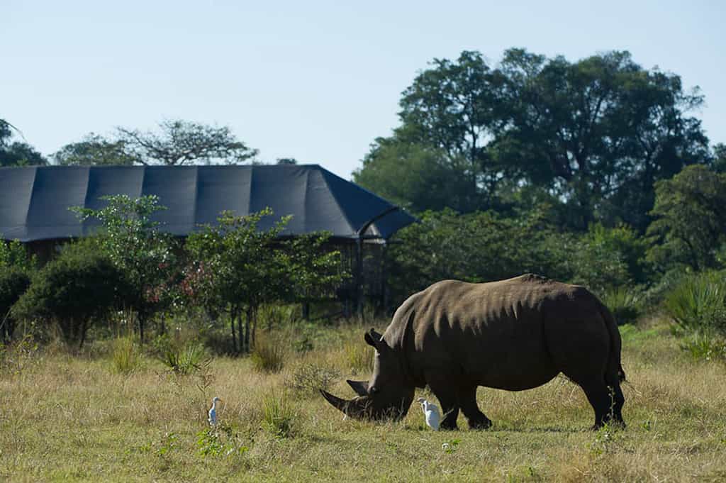 White Rhino