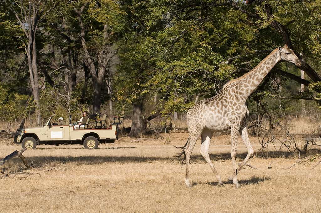 Game Drive