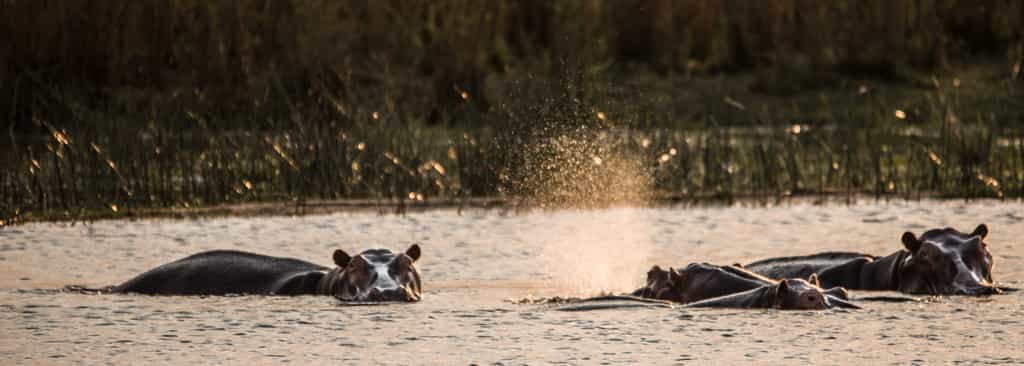 Hippos are a avourite animals