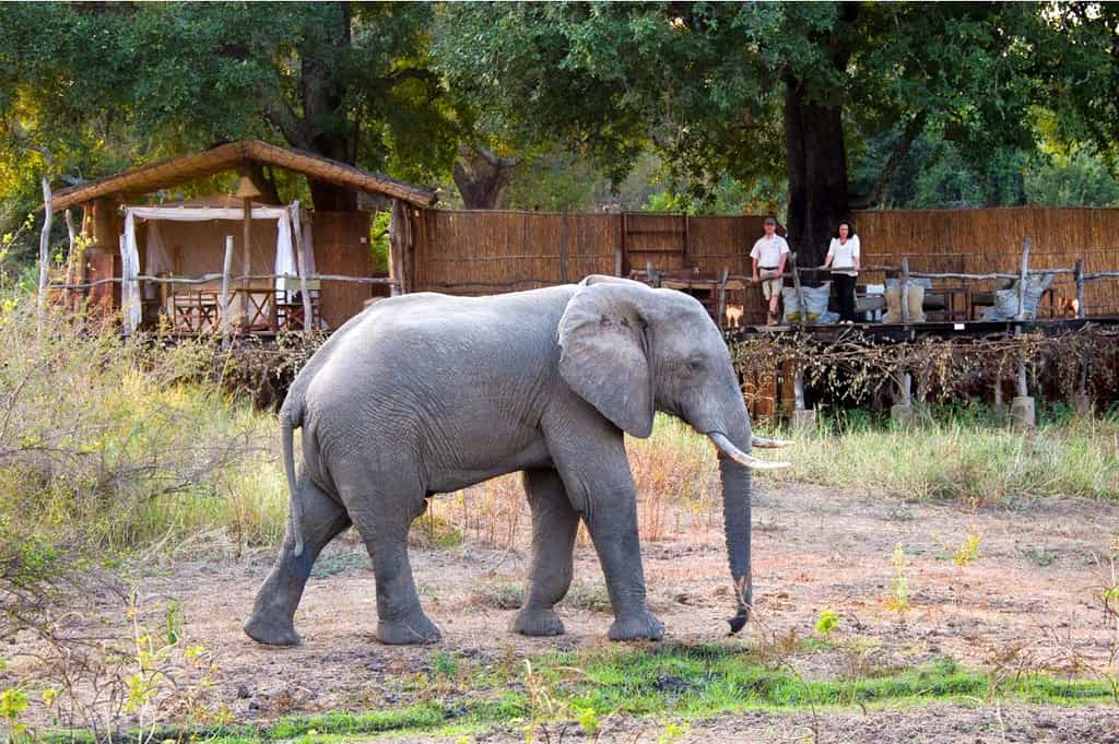 Elephant, giraffe, bushbuck, mongoose, puku, buffalo and numerous birds flock to the waterhole in front of the Treehouse