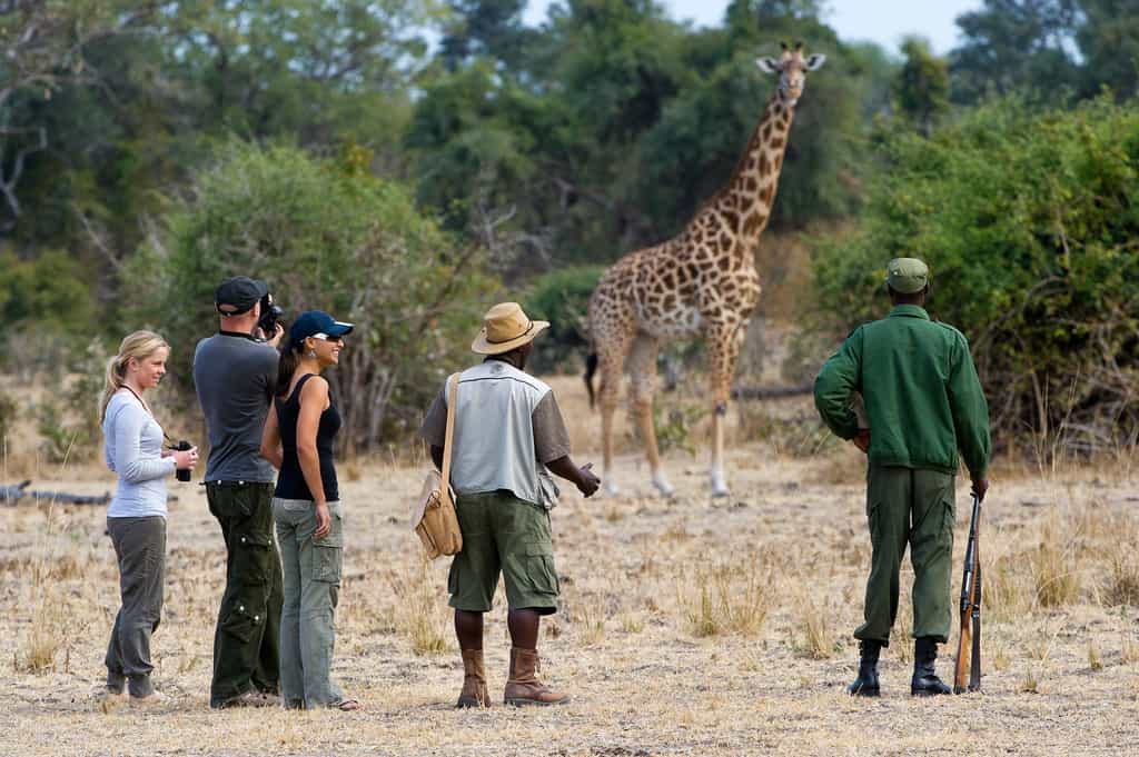 Safari activities from the Treehouse include game drives and walking safaris