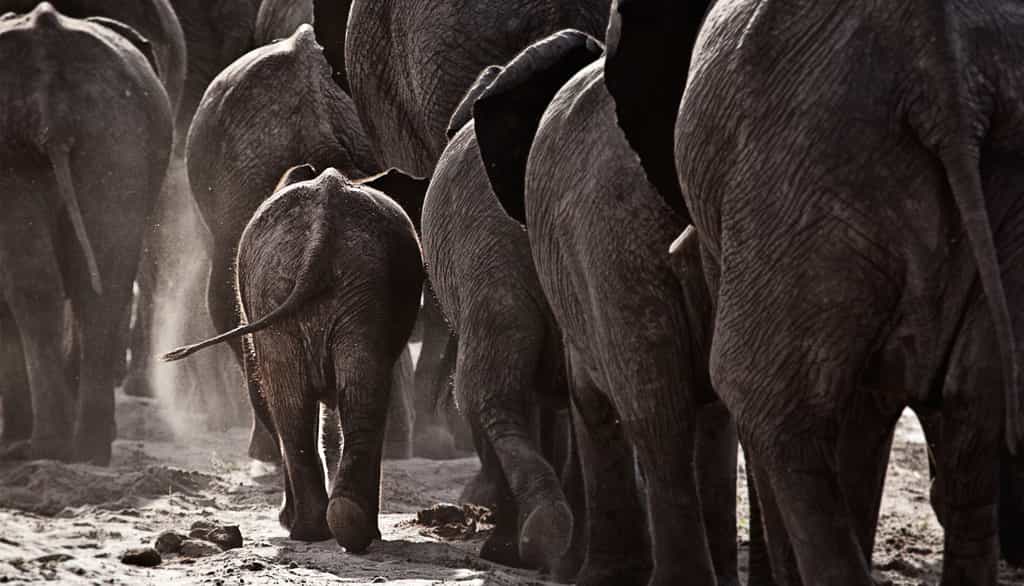 Wildlife